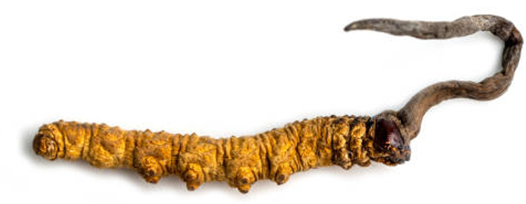 Cordyceps Sinensis