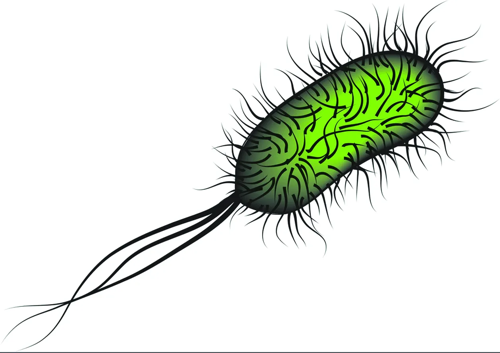 E. Coli